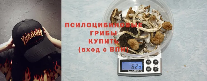 где купить   Вольск  Псилоцибиновые грибы GOLDEN TEACHER 